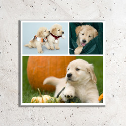 Artfia | Sell Custom Design Golden retriever with pumpkin