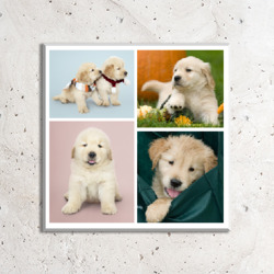 Artfia | Sell Custom Design Golden retriever puppies