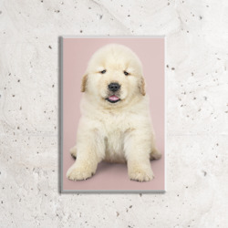 Artfia | Sell Custom Design Golden retriever baby