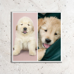 Artfia | Sell Custom Design Puppy