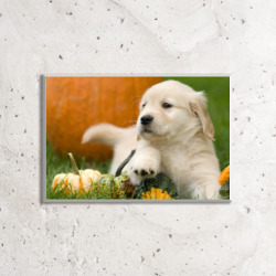 Artfia | Sell Custom Design Golden retriever