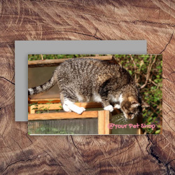 Artfia | Sell Custom Design Pet Shop | tabby|domestic cat|cat|domestic animal|feline|kitten|kitty|pet|fur|domestic|cute|furry|whiskers|pets|eyes|adorable|gray|curious|animals|portrait