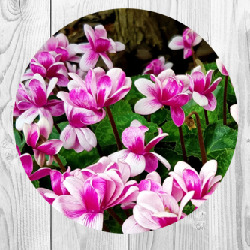 Artfia | Sell Custom Design Pink Flower