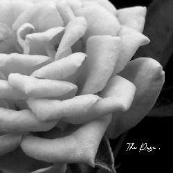 Artfia | Sell Custom Design The Rose | rose,sticker,flora,flower,black,white,photo,photos,photography,nature,natural,artwork,gift